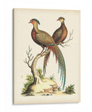 Faisanes Regales Ii - George Edwards | Cuadro decorativo de Canvas Lab