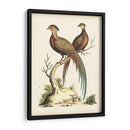 Faisanes Regales Ii - George Edwards | Cuadro decorativo de Canvas Lab