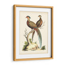 Faisanes Regales Ii - George Edwards | Cuadro decorativo de Canvas Lab