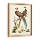 Faisanes Regales Ii - George Edwards | Cuadro decorativo de Canvas Lab