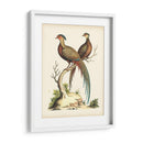 Faisanes Regales Ii - George Edwards | Cuadro decorativo de Canvas Lab