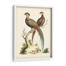 Faisanes Regales Ii - George Edwards | Cuadro decorativo de Canvas Lab