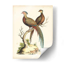 Faisanes Regales Ii - George Edwards | Cuadro decorativo de Canvas Lab