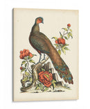 Faisanes Regales Iii - George Edwards | Cuadro decorativo de Canvas Lab