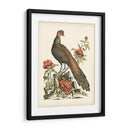 Faisanes Regales Iii - George Edwards | Cuadro decorativo de Canvas Lab