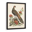 Faisanes Regales Iii - George Edwards | Cuadro decorativo de Canvas Lab