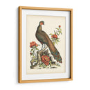 Faisanes Regales Iii - George Edwards | Cuadro decorativo de Canvas Lab