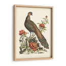 Faisanes Regales Iii - George Edwards | Cuadro decorativo de Canvas Lab