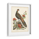 Faisanes Regales Iii - George Edwards | Cuadro decorativo de Canvas Lab