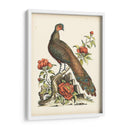 Faisanes Regales Iii - George Edwards | Cuadro decorativo de Canvas Lab