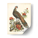 Faisanes Regales Iii - George Edwards | Cuadro decorativo de Canvas Lab