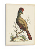 Regal Faisanes Iv - George Edwards | Cuadro decorativo de Canvas Lab