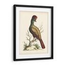 Regal Faisanes Iv - George Edwards | Cuadro decorativo de Canvas Lab