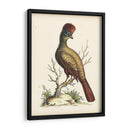 Regal Faisanes Iv - George Edwards | Cuadro decorativo de Canvas Lab