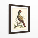 Regal Faisanes Iv - George Edwards | Cuadro decorativo de Canvas Lab