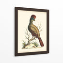 Regal Faisanes Iv - George Edwards | Cuadro decorativo de Canvas Lab