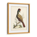 Regal Faisanes Iv - George Edwards | Cuadro decorativo de Canvas Lab