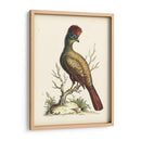 Regal Faisanes Iv - George Edwards | Cuadro decorativo de Canvas Lab