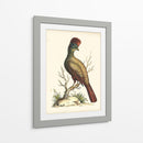 Regal Faisanes Iv - George Edwards | Cuadro decorativo de Canvas Lab