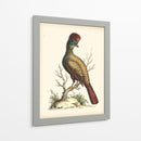Regal Faisanes Iv - George Edwards | Cuadro decorativo de Canvas Lab