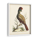 Regal Faisanes Iv - George Edwards | Cuadro decorativo de Canvas Lab