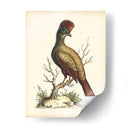 Regal Faisanes Iv - George Edwards | Cuadro decorativo de Canvas Lab