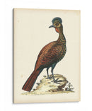 Faisanes Regales V - George Edwards | Cuadro decorativo de Canvas Lab