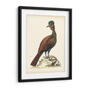 Faisanes Regales V - George Edwards | Cuadro decorativo de Canvas Lab