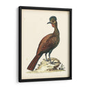 Faisanes Regales V - George Edwards | Cuadro decorativo de Canvas Lab