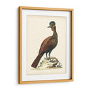 Faisanes Regales V - George Edwards | Cuadro decorativo de Canvas Lab