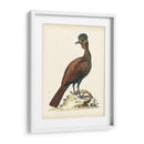 Faisanes Regales V - George Edwards | Cuadro decorativo de Canvas Lab