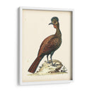 Faisanes Regales V - George Edwards | Cuadro decorativo de Canvas Lab