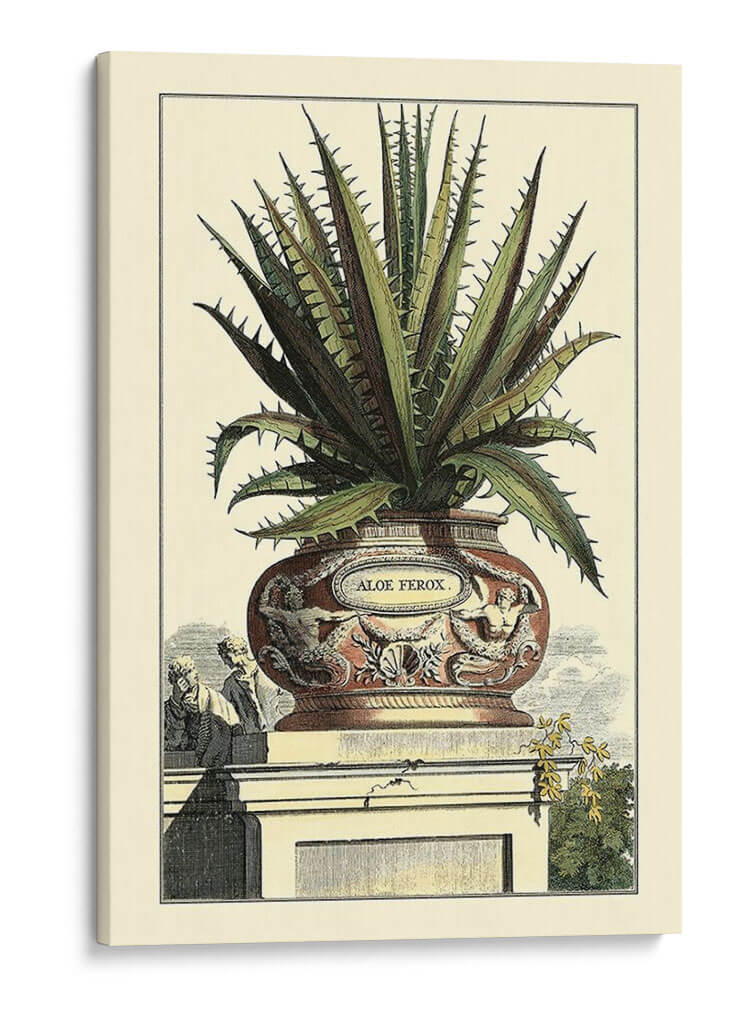 Antiguo Munning Aloe I - Abraham Munting | Cuadro decorativo de Canvas Lab