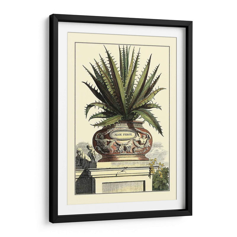 Antiguo Munning Aloe I - Abraham Munting | Cuadro decorativo de Canvas Lab