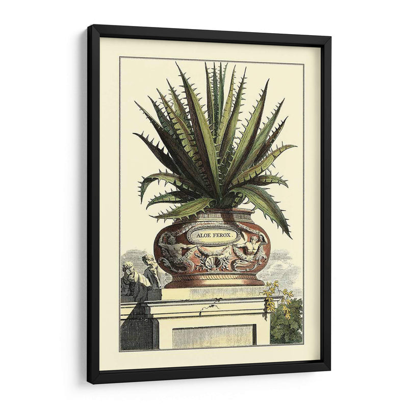 Antiguo Munning Aloe I - Abraham Munting | Cuadro decorativo de Canvas Lab