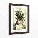 Antiguo Munning Aloe I - Abraham Munting | Cuadro decorativo de Canvas Lab