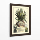 Antiguo Munning Aloe I - Abraham Munting | Cuadro decorativo de Canvas Lab