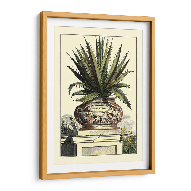 Antiguo Munning Aloe I - Abraham Munting | Cuadro decorativo de Canvas Lab