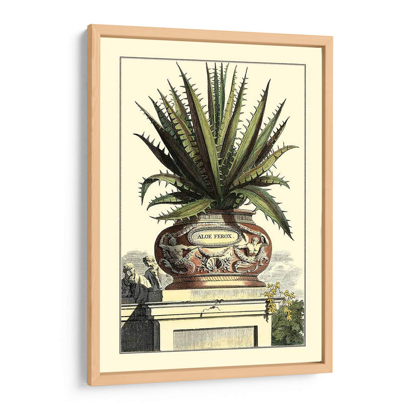 Antiguo Munning Aloe I - Abraham Munting | Cuadro decorativo de Canvas Lab