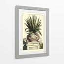 Antiguo Munning Aloe I - Abraham Munting | Cuadro decorativo de Canvas Lab