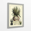 Antiguo Munning Aloe I - Abraham Munting | Cuadro decorativo de Canvas Lab