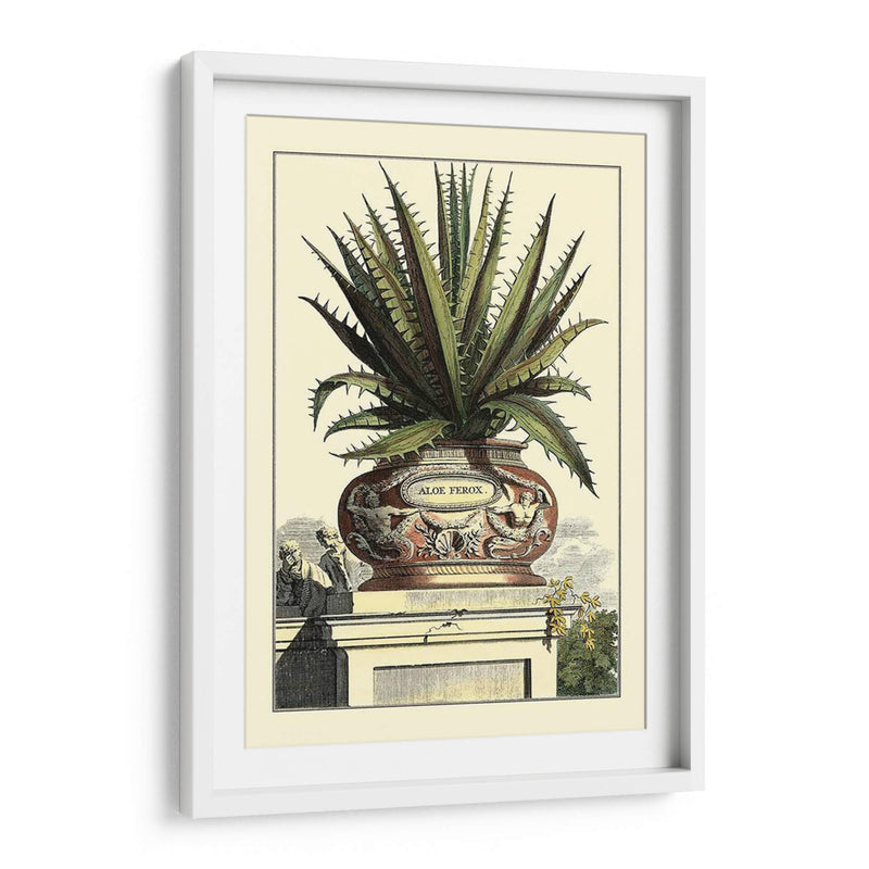 Antiguo Munning Aloe I - Abraham Munting | Cuadro decorativo de Canvas Lab