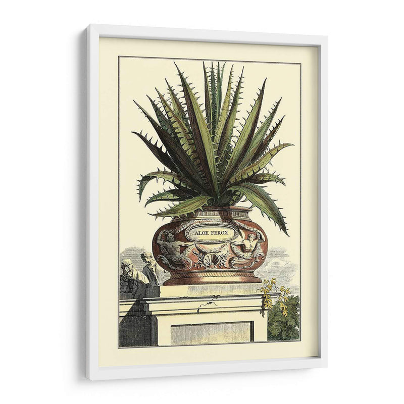 Antiguo Munning Aloe I - Abraham Munting | Cuadro decorativo de Canvas Lab