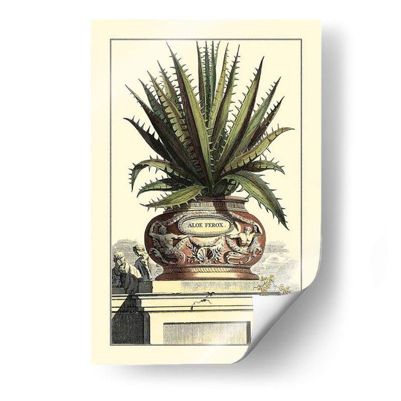 Antiguo Munning Aloe I - Abraham Munting | Cuadro decorativo de Canvas Lab