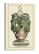 Antiguo Munning Aloe Ii - Abraham Munting | Cuadro decorativo de Canvas Lab