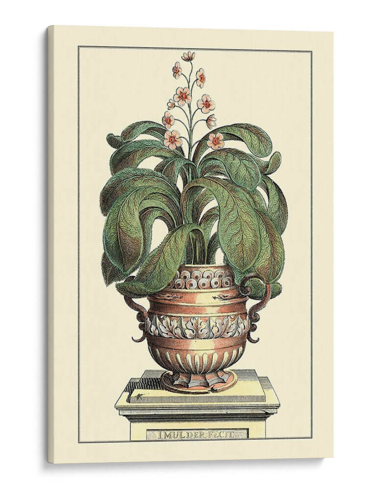 Antiguo Munning Aloe Ii - Abraham Munting | Cuadro decorativo de Canvas Lab