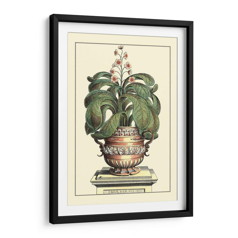 Antiguo Munning Aloe Ii - Abraham Munting | Cuadro decorativo de Canvas Lab