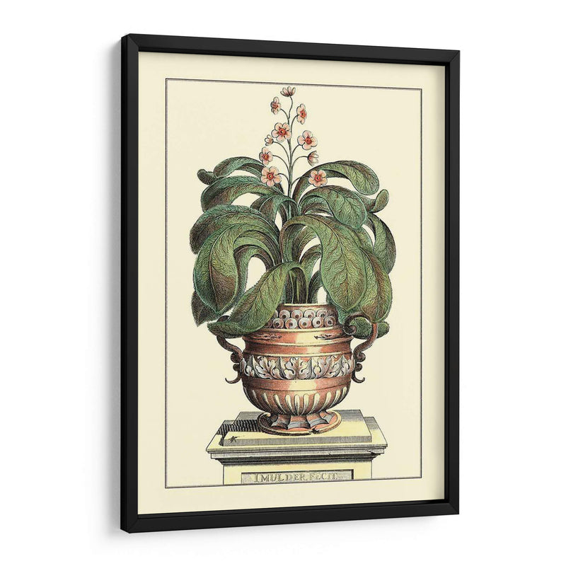 Antiguo Munning Aloe Ii - Abraham Munting | Cuadro decorativo de Canvas Lab