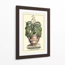 Antiguo Munning Aloe Ii - Abraham Munting | Cuadro decorativo de Canvas Lab