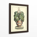 Antiguo Munning Aloe Ii - Abraham Munting | Cuadro decorativo de Canvas Lab